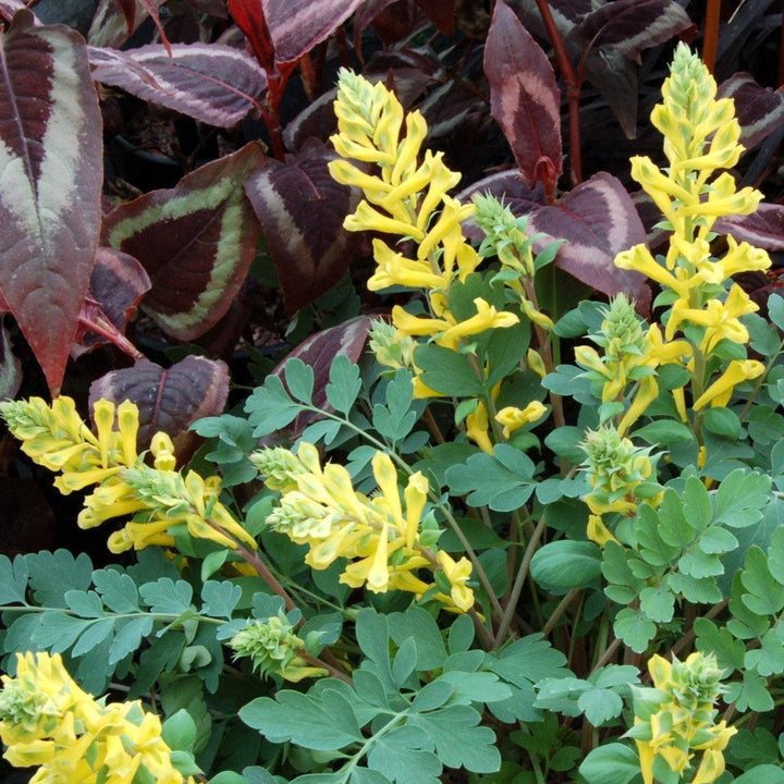 Corydalis x 'canary Feathers' ~ Canary Feathers Corydalis-ServeScape