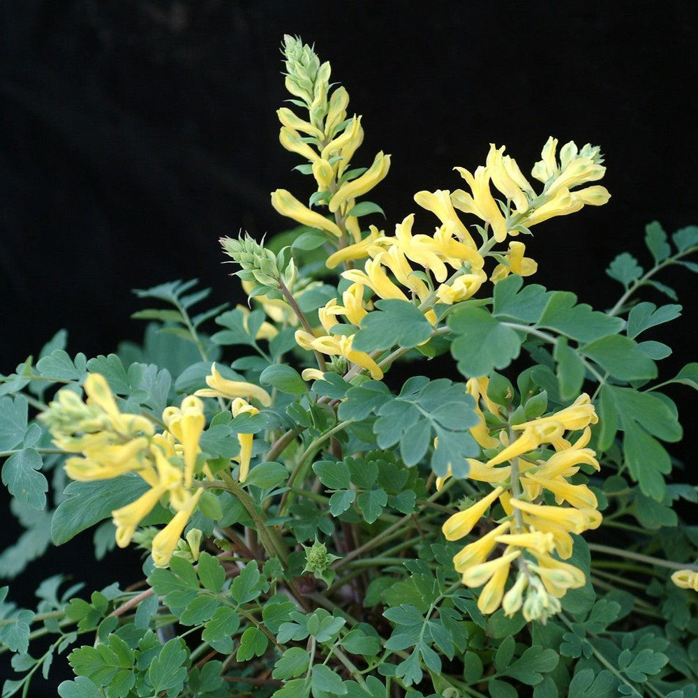 Corydalis x 'canary Feathers' ~ Canary Feathers Corydalis-ServeScape