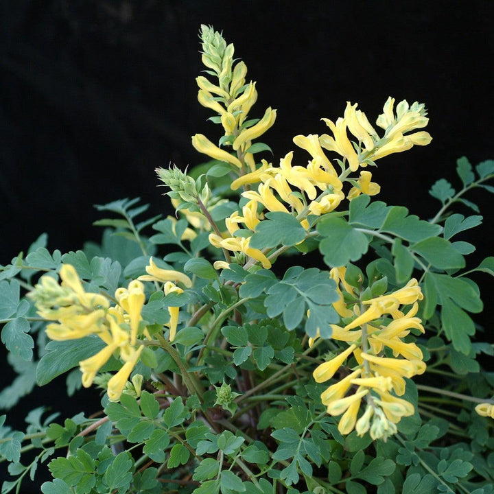 Corydalis x 'canary Feathers' ~ Canary Feathers Corydalis-ServeScape