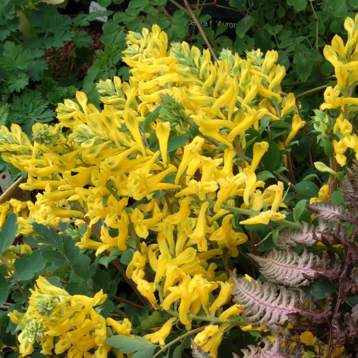 Corydalis x 'canary Feathers' ~ Canary Feathers Corydalis-ServeScape