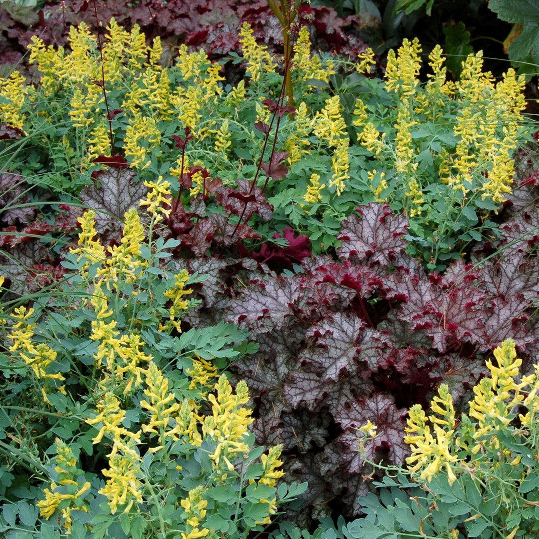 Corydalis x 'canary Feathers' ~ Canary Feathers Corydalis-ServeScape
