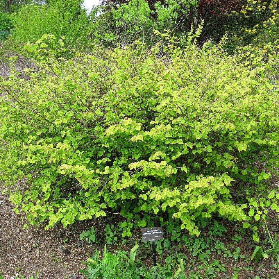 Corylopsis pauciflora ~ Winter Hazel-ServeScape