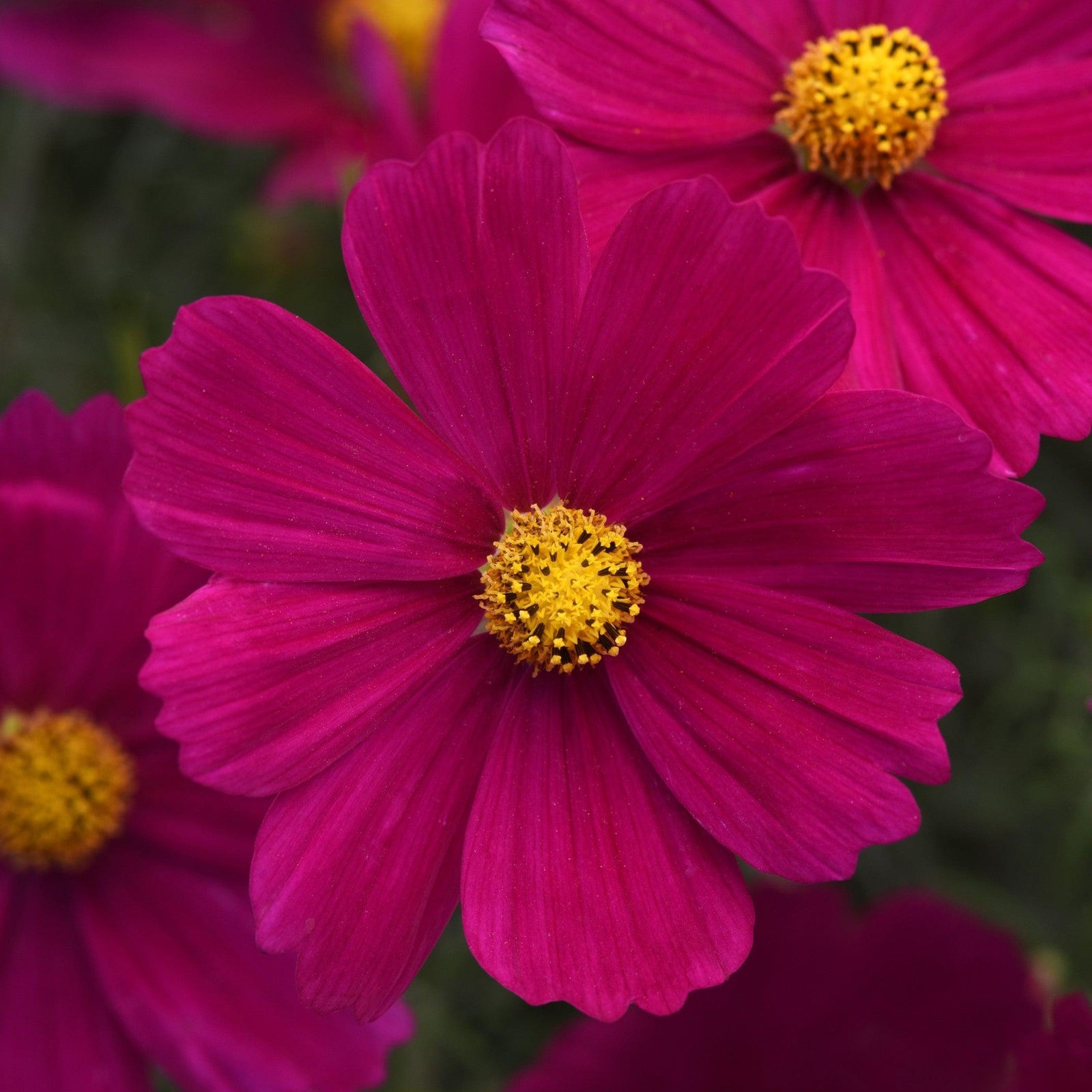 Cosmos bipinnatus 'PAS1786' ~ Sonata™ Carmine Cosmos-ServeScape