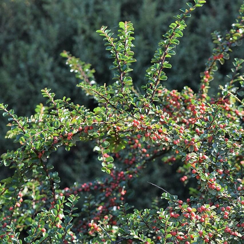 Cotoneaster apiculatus ~ Cranberry Cotoneaster-ServeScape