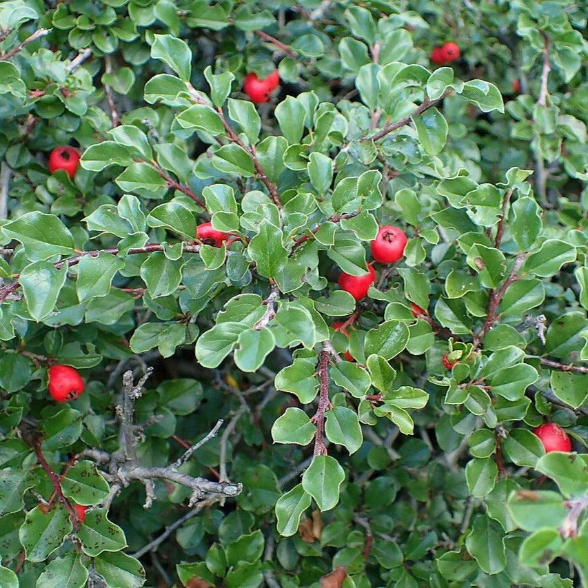 Cotoneaster apiculatus ~ Cranberry Cotoneaster-ServeScape