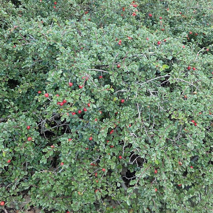 Cotoneaster apiculatus ~ Cranberry Cotoneaster-ServeScape