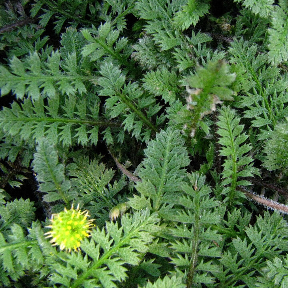 Leptinella squalida ~ Brass Buttons-ServeScape