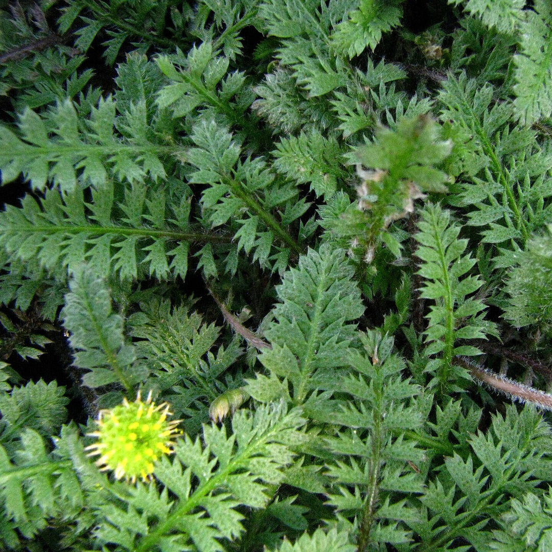 Leptinella squalida ~ Brass Buttons-ServeScape