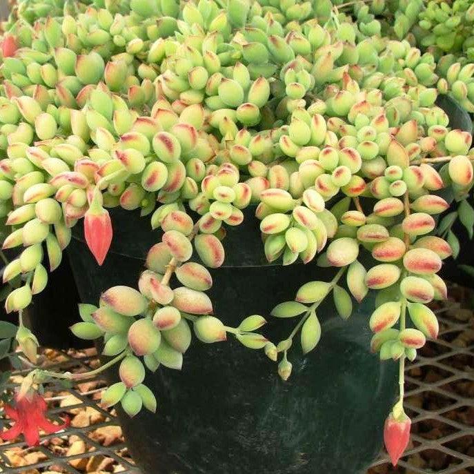 Cotyledon Pendens ~ Cliff Cotyledon-ServeScape