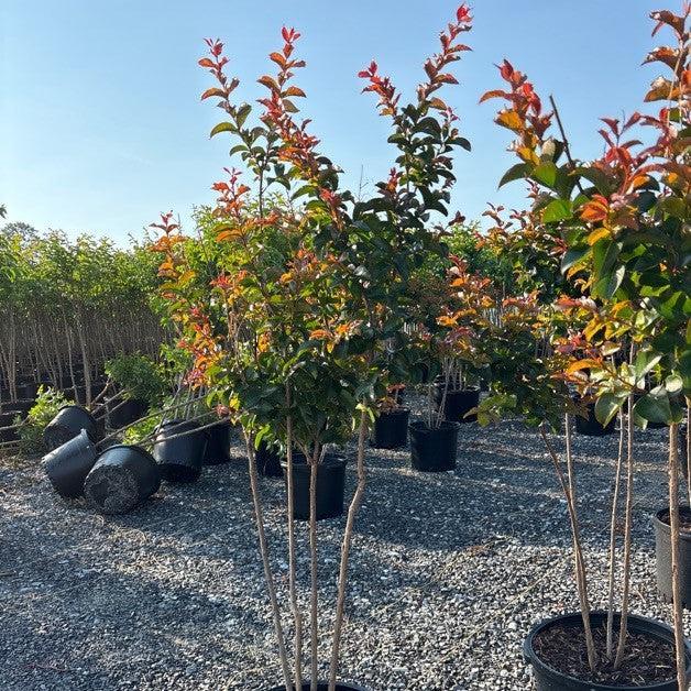 Lagerstroemia 'Miss Frances' ~ Miss Frances Crape Myrtle-ServeScape