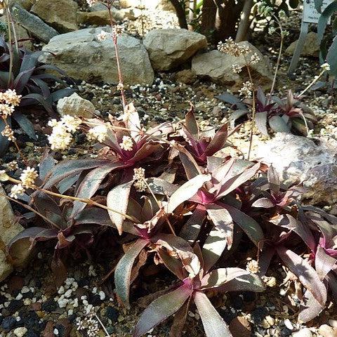 Crassula orbicularis var. rosularis ~ Rose Curly Jade-ServeScape