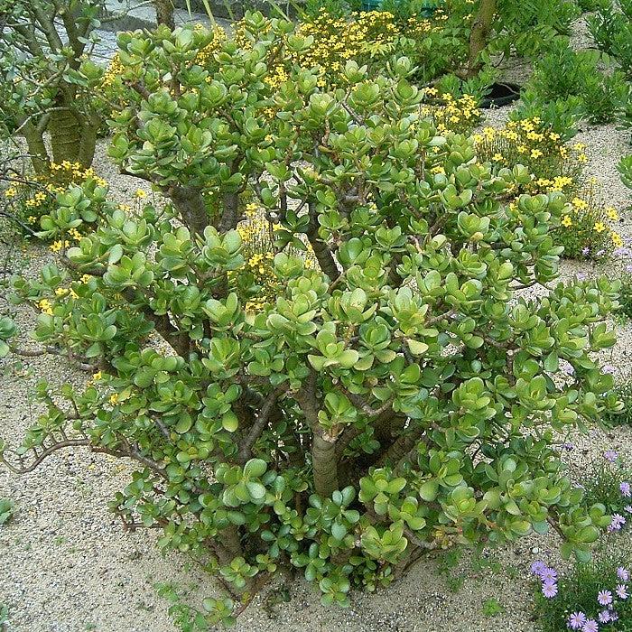 Crassula ovata ~ Jade Plant-ServeScape