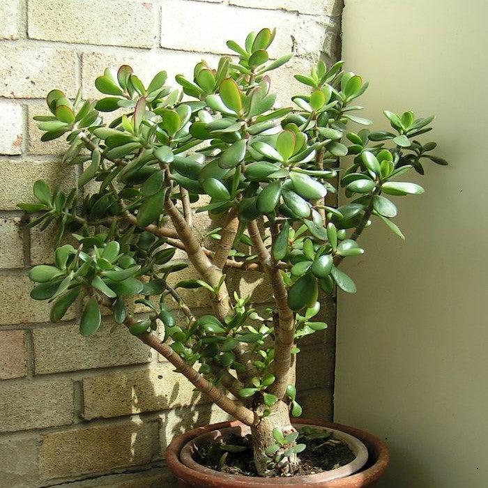 Crassula ovata ~ Jade Plant-ServeScape