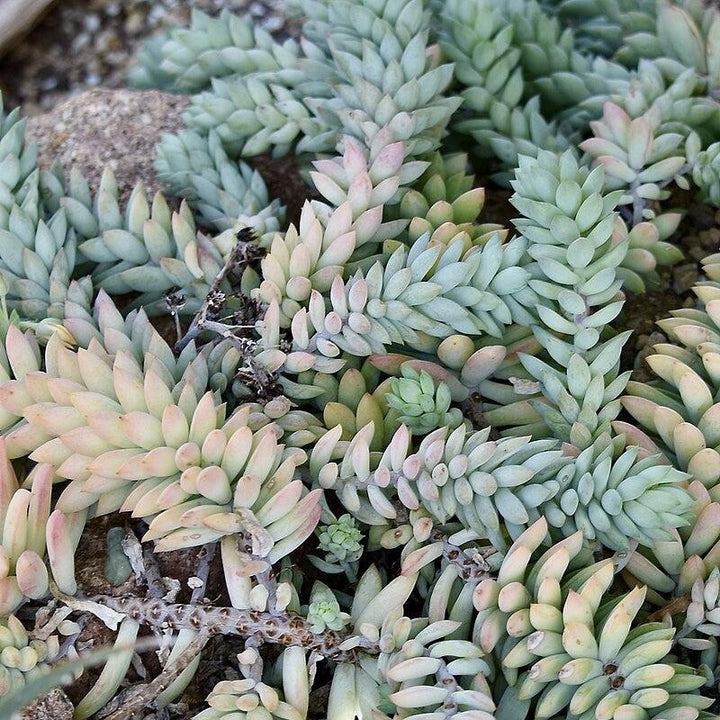 Sedum Morganianum ~ Pointed Burro's Tail-ServeScape