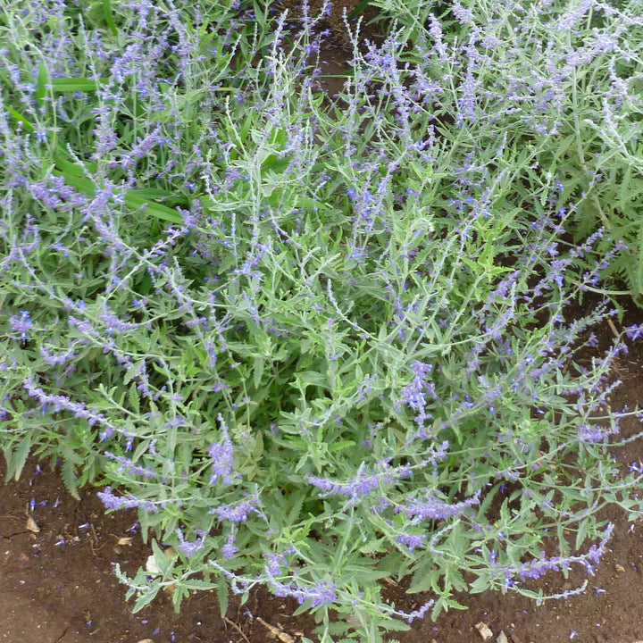 Perovskia atriplicifolia 'CrazyBlue' ~ Crazy Blue Russian Sage-ServeScape