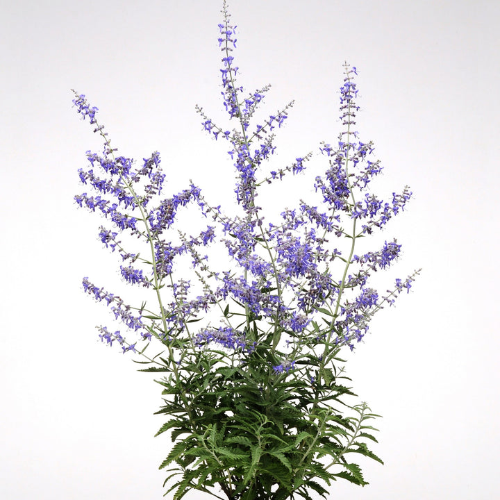 Perovskia atriplicifolia 'CrazyBlue' ~ Crazy Blue Russian Sage-ServeScape