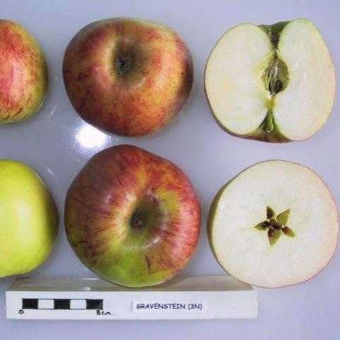Malus 'Gravensteiner' ~ Gravensteiner Apple-ServeScape