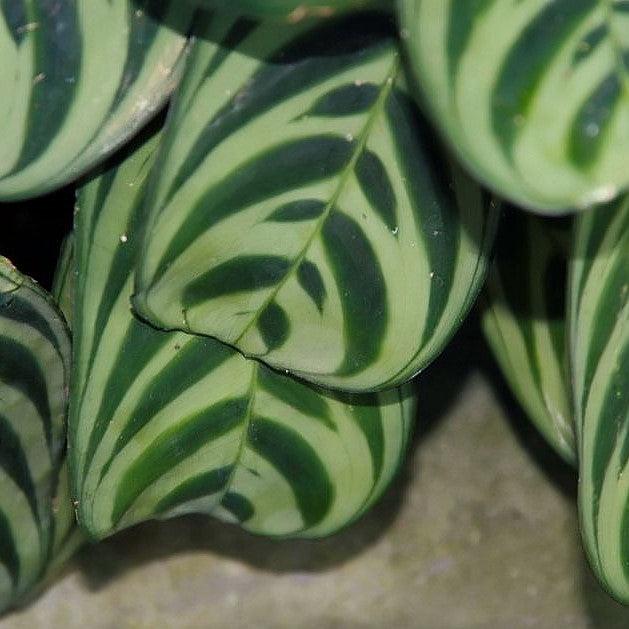 Maranta amabilis ~ Maranta, Fishbone Plant-ServeScape