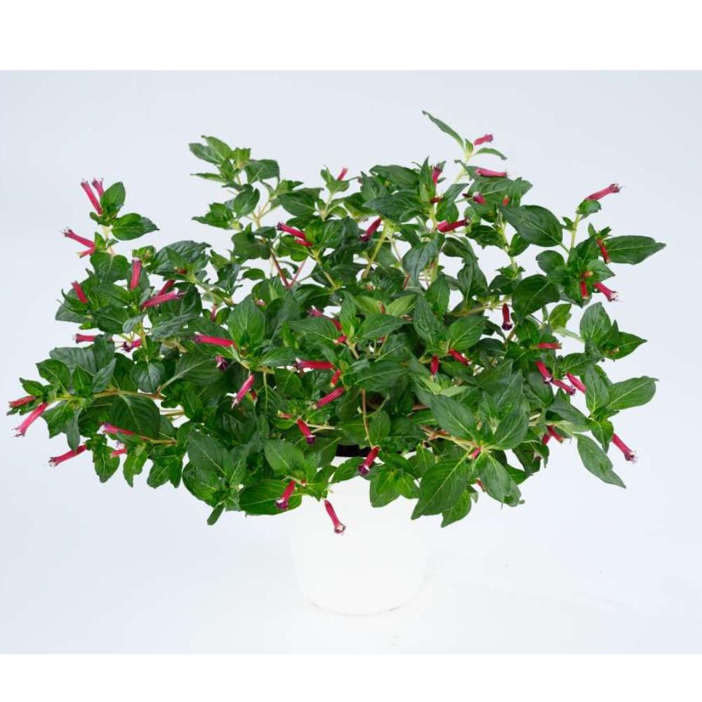 Cuphea hyssopifolia 'Cristo' ~ Cubano™ Cristo Cigar Flower, False Heather-ServeScape