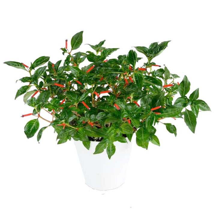 Cuphea hyssopifolia 'Fuente' ~ Cubano™ Fuente Cigar Flower, False Heather-ServeScape