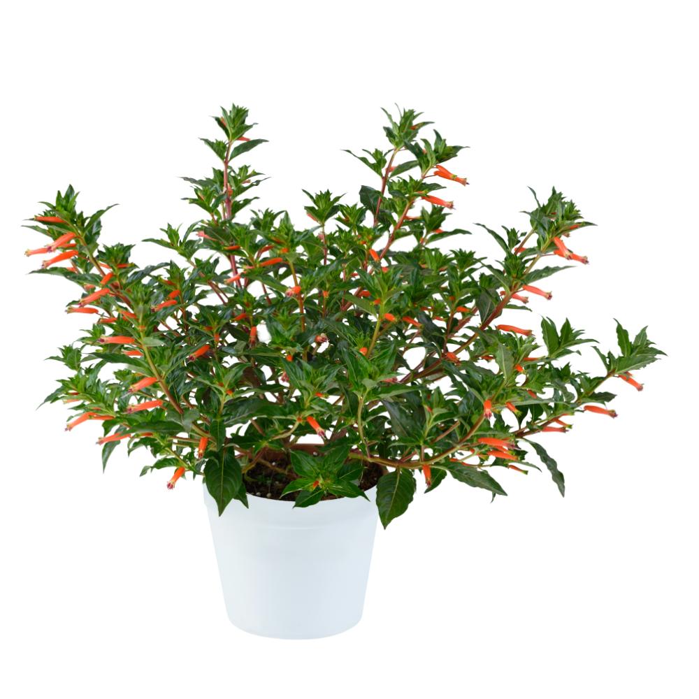 Cuphea hyssopifolia 'Presidente' ~ Cubano™ Presidente Cigar Flower, False Heather-ServeScape
