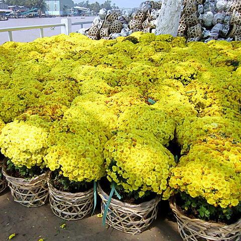 Chrysanthemum x morifolium 'Allegra Yellow' ~ Belgian Mums® Allegra Yellow Mum-ServeScape