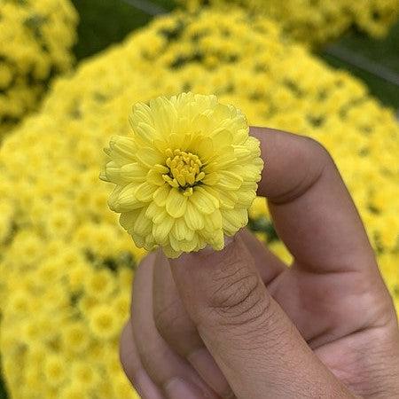 Chrysanthemum x morifolium 'Allegra Yellow' ~ Belgian Mums® Allegra Yellow Mum-ServeScape