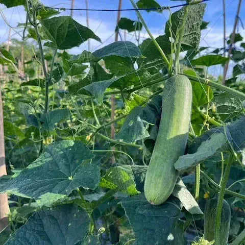 Cucumis sativus 'Burpless Supreme' ~ Burpless Supreme Cucumber-ServeScape