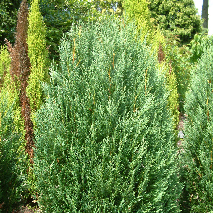 Cupressocyparis leylandii 'Reco' ~ Shorty Leyland Cypress-ServeScape