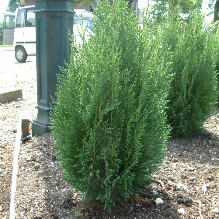 Cupressocyparis leylandii 'Reco' ~ Shorty Leyland Cypress-ServeScape