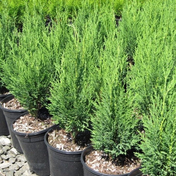 Cupressocyparis leylandii 'Reco' ~ Shorty Leyland Cypress-ServeScape