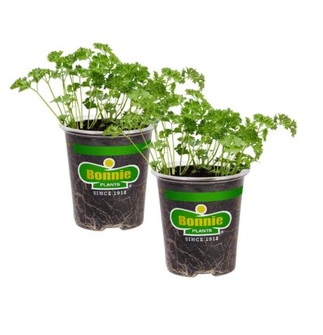 Assorted Herbs ~ Cool Season Herbs (4.5" pot)
