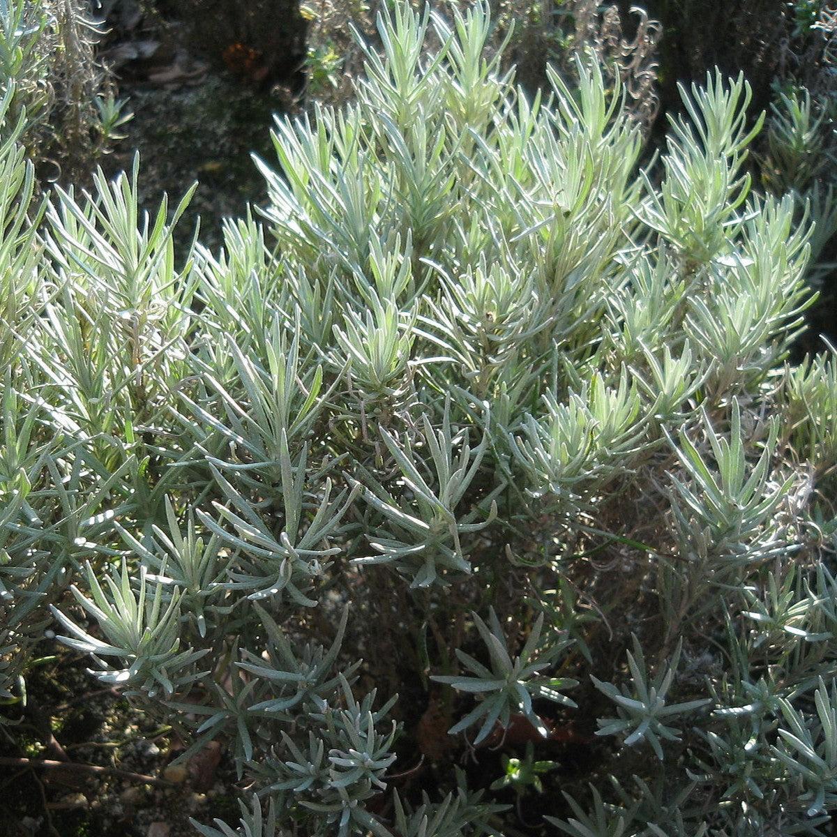 Helichrysum italicum ~ Curry Plant-ServeScape