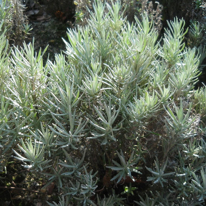 Helichrysum italicum ~ Curry Plant-ServeScape