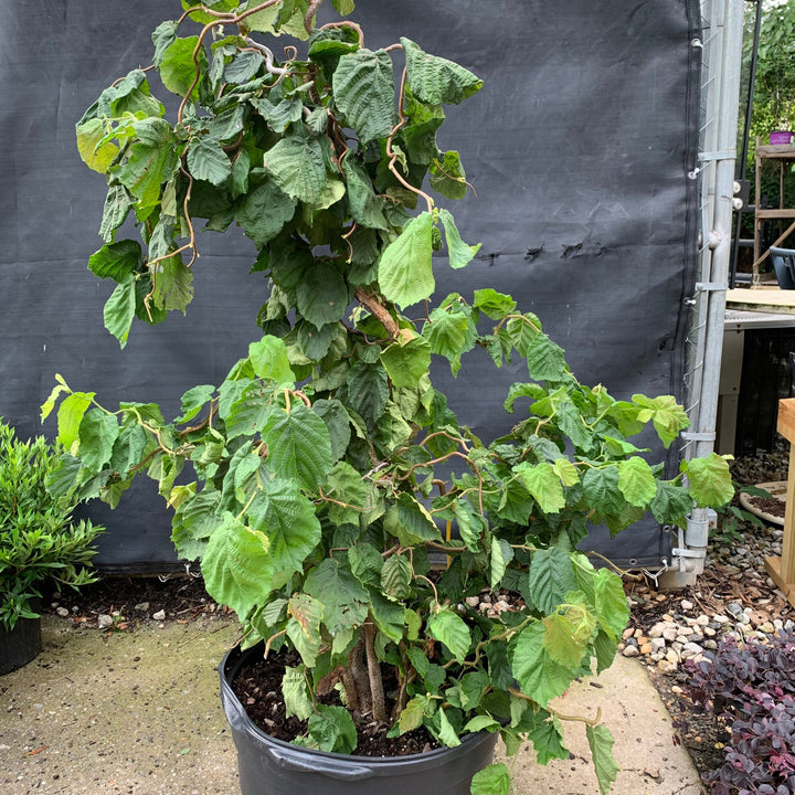 Corylus avellana 'Contorta' ~ Contorted Filbert, Harry Lauder’s Walking Stick-ServeScape