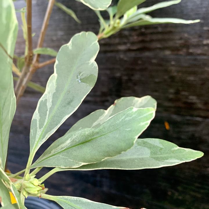 Illicium floridanum 'Grey Ghost' ~ Grey Ghost Anise-ServeScape