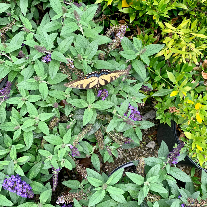 Buddleia davidii 'SMNBDBT' PP#28,794 ~ Pugster Blue® Dwarf Butterfly Bush-ServeScape