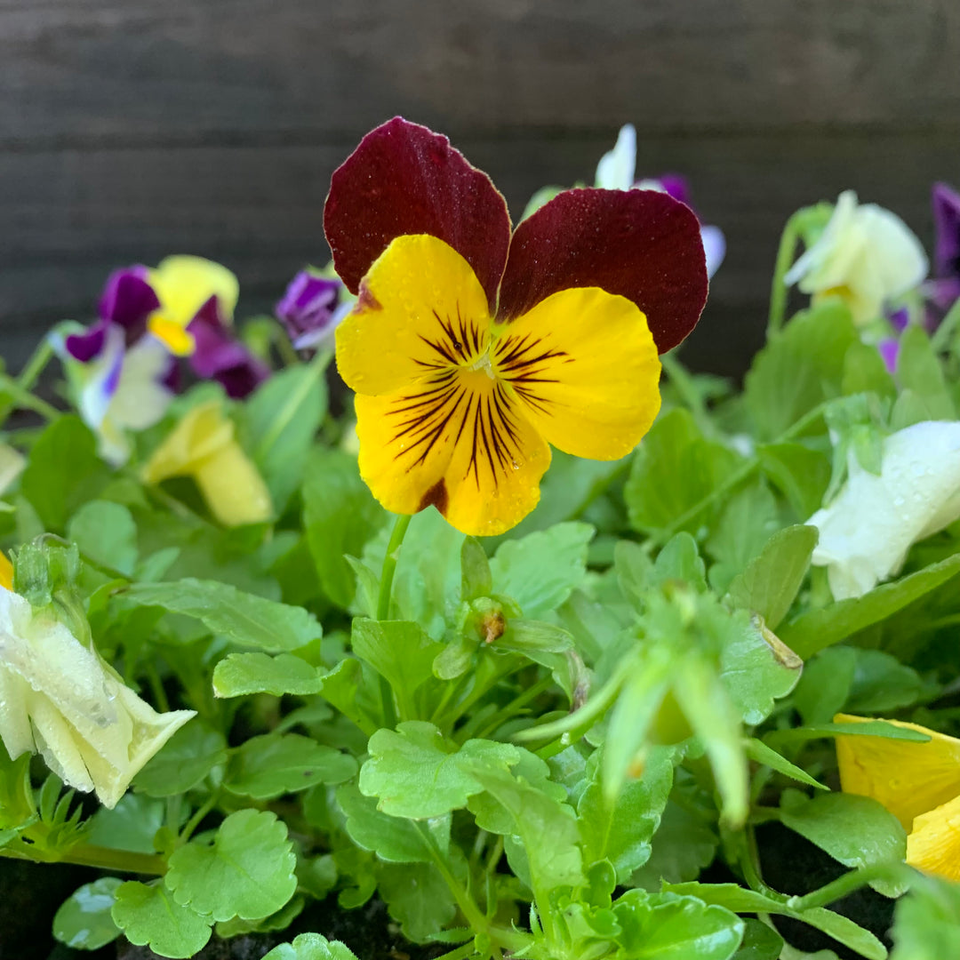 Viola x wittrockiana 'Cool Wave Mix' ~ Cool Wave® Mix Pansy-ServeScape