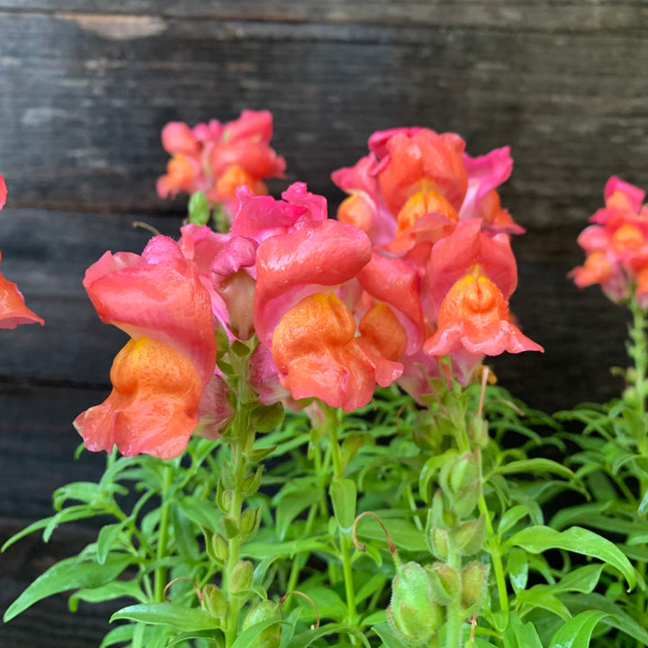 Antirrhinum majus 'Speedy Sonnet Bronze' ~ Speedy Sonnet Bronze Snapdragon-ServeScape