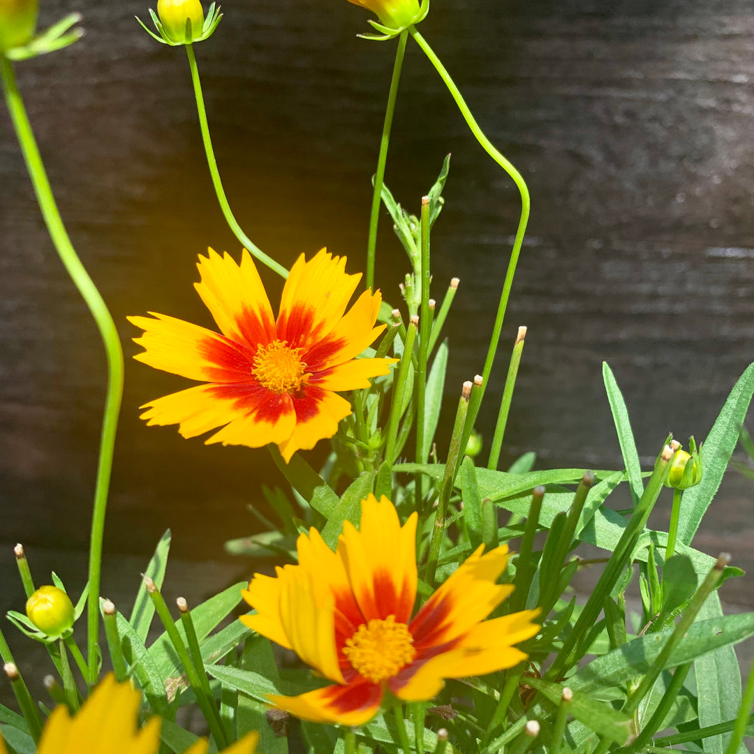 Coreopsis 'Baluptgonz' ~ Uptick™ Gold & Bronze Tickseed-ServeScape