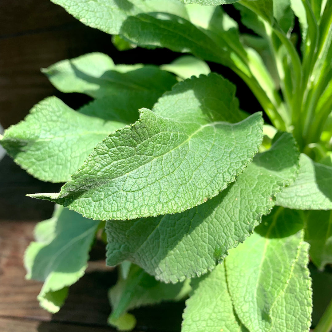 Digitalis purpurea 'Foxy' ~ Foxy Foxglove-ServeScape