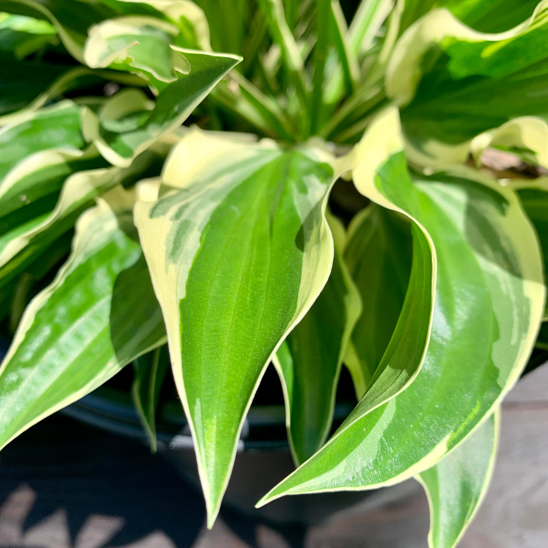 Hosta 'Sun Power' ~ Sun Hosta-ServeScape