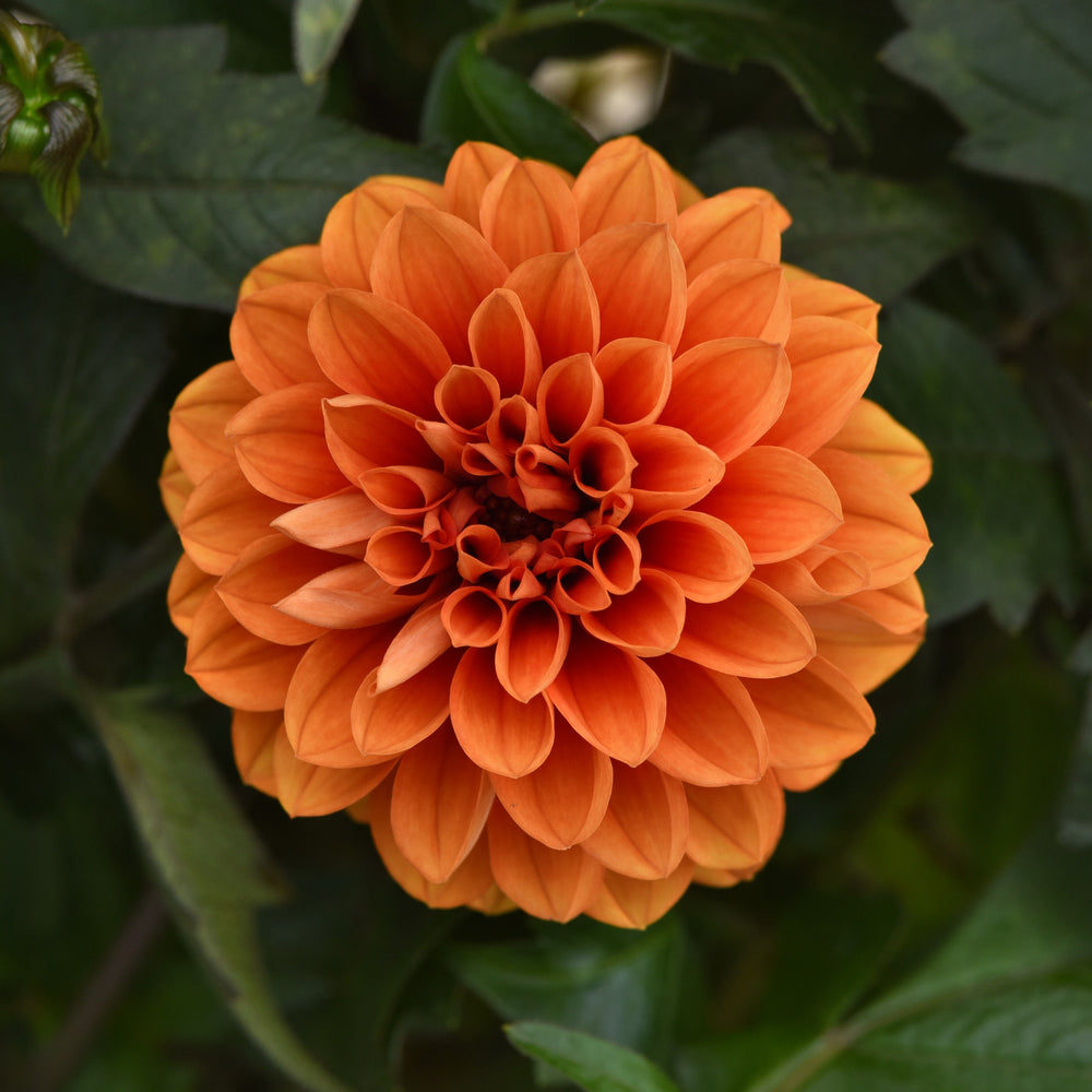 Dahlia hybrida 'KLEDH22563' ~ City Lights™ Apricot Glow Dahlia-ServeScape