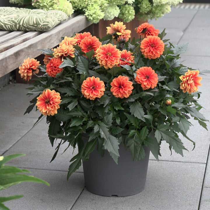 Dahlia hybrida 'KLEDH22563' ~ City Lights™ Apricot Glow Dahlia-ServeScape