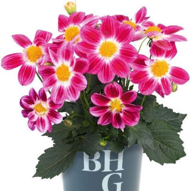 Dahlia 'Summer Bees Purple Bicolor' ~ Summer Bees Purple Bicolor Dahlia-ServeScape