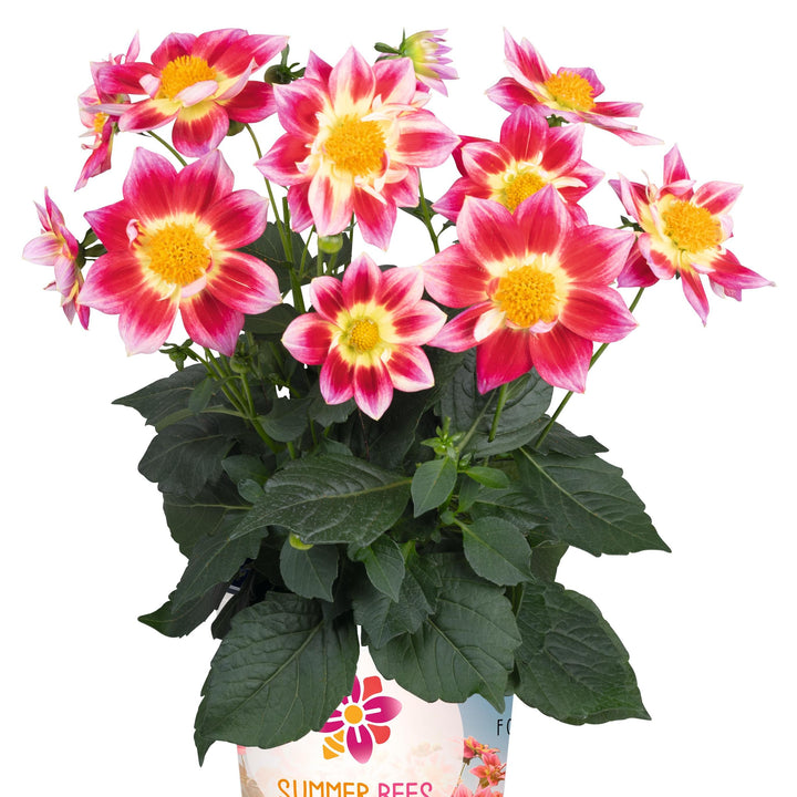 Dahlia 'Summer Bees Red Bicolor' ~ Summer Bees Red Bicolor Dahlia-ServeScape
