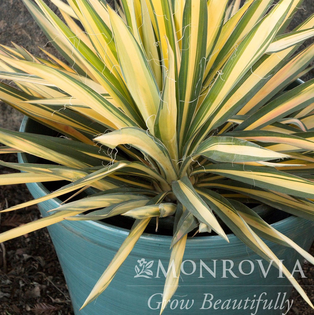 Yucca filamentosa 'Color Guard' ~ Monrovia® Color Guard Adam's Needle, Yucca-ServeScape