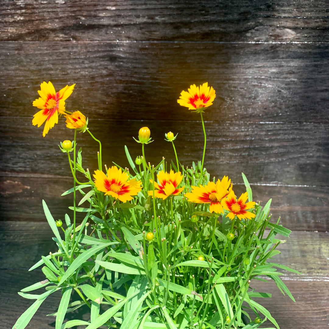 Coreopsis 'Baluptgonz' ~ Uptick™ Gold & Bronze Tickseed-ServeScape