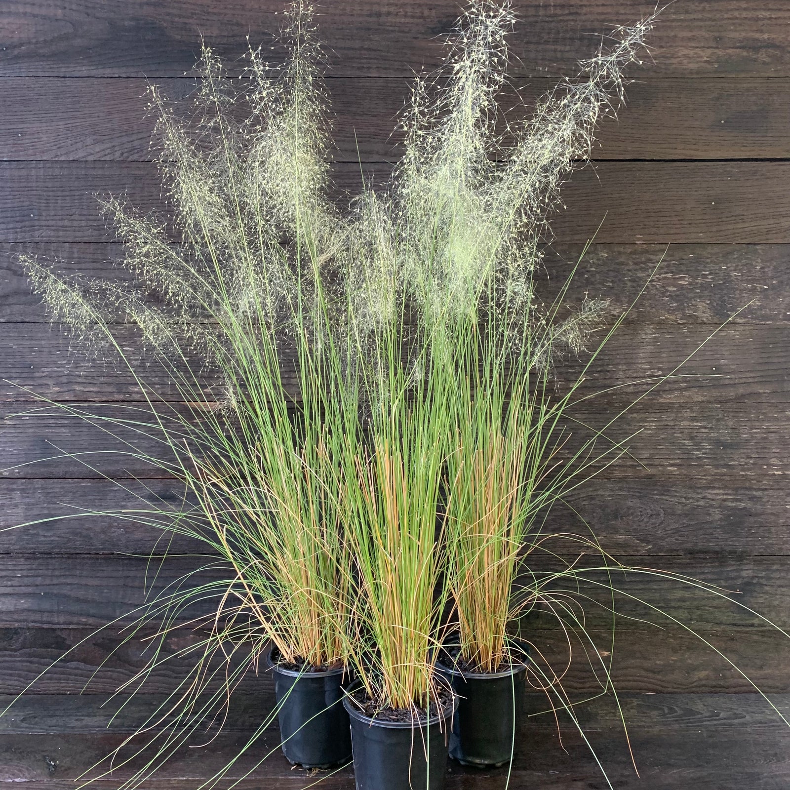 Muhlenbergia capillaris 'White Cloud' ~ White Cloud Muhly Grass-ServeScape