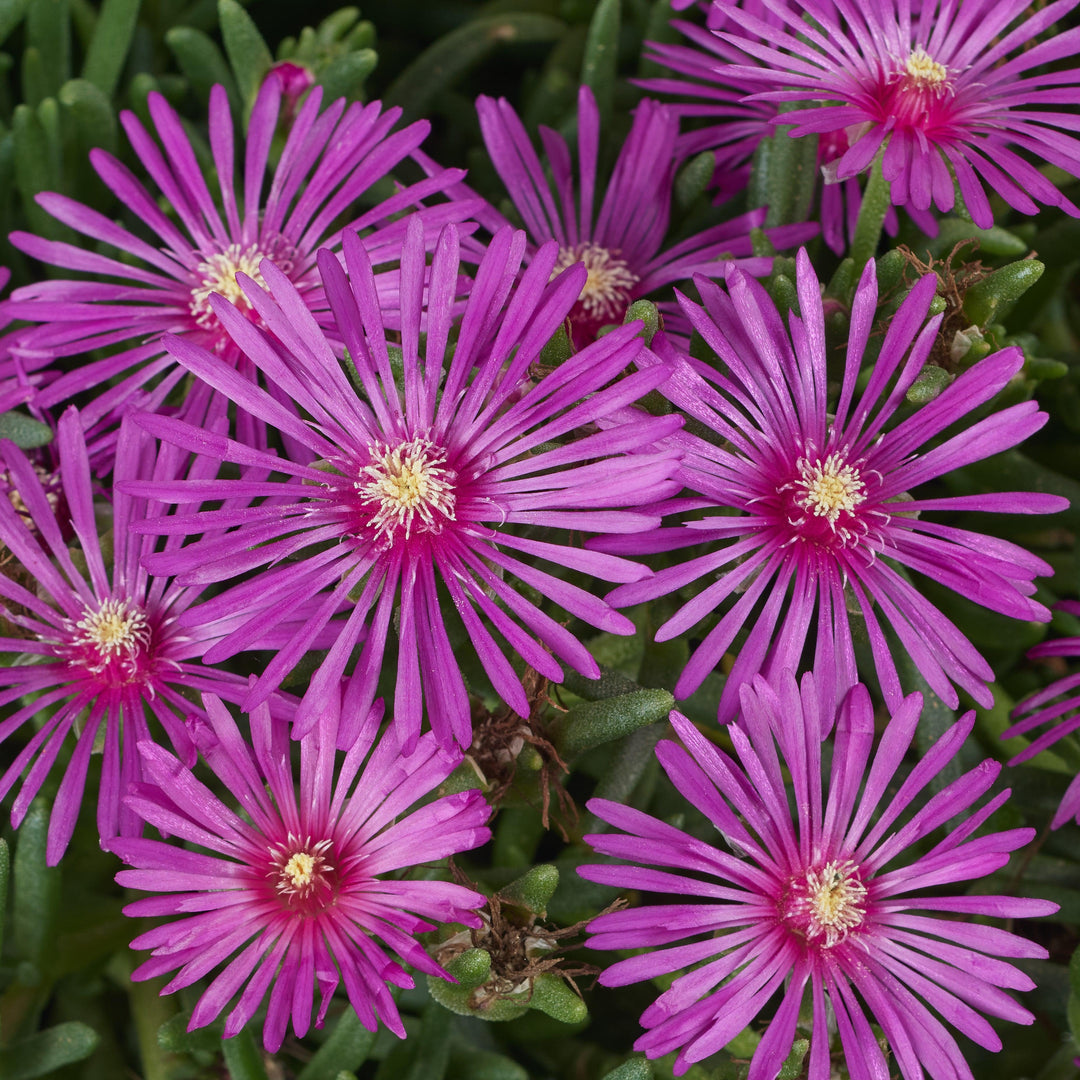 Delosperma cooperi 'Early Bird Purple' ~ Early Bird™ Purple Ice Plant-ServeScape